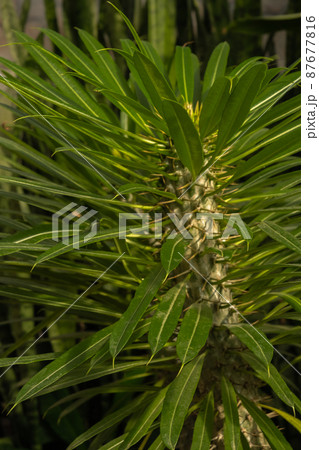 Pachypodium plant succulent close-up. Floral background green. Full 87677816