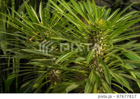 Pachypodium plant succulent close-up. full frame. Floral background 87677817