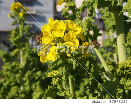 菜の花とミツバチ 菜の花とミツバチ 87678285