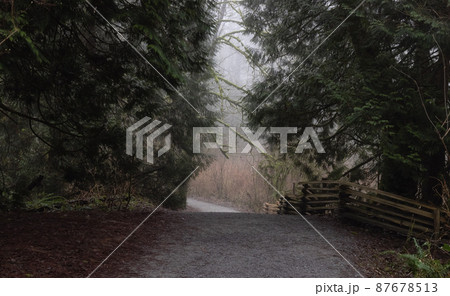 Path in the Canadian rain forest with green trees. Path in the Canadian rain forest with green trees. 87678513