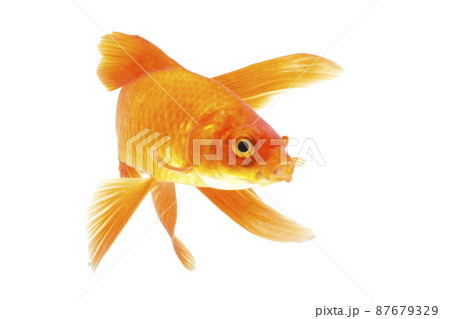 Gold fish Isolation on the white background. Gold fish Isolation on the white background. 87679329