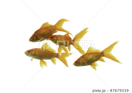 Gold fish Isolation on the white background. 87679339