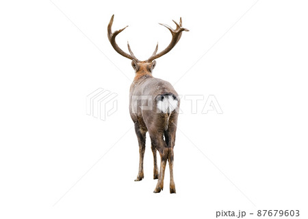 The dappled deer with huge horns is isolated on - Stock Photo