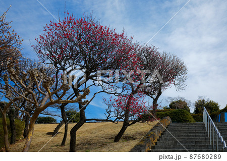 小菅西公園のプロムナードの梅林と蝋梅、葉牡丹 小菅西公園のプロムナードの梅林と蝋梅、葉牡丹 87680289