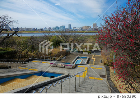小菅西公園のプロムナードの梅林と蝋梅、葉牡丹 小菅西公園のプロムナードの梅林と蝋梅、葉牡丹 87680290