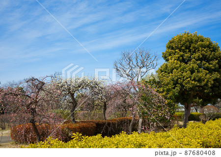 小菅西公園の梅林と青空　 87680408