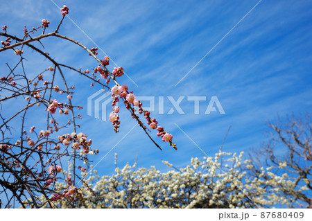 小菅西公園の梅林と青空 アップ 小菅西公園の梅林と青空 アップ 87680409