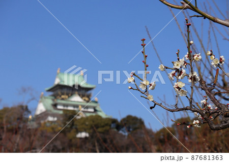 白い花の咲く一重野梅という名の梅の木の枝にピント合わせ樹々の森と天守閣と青空をぼかして撮影した風景 87681363