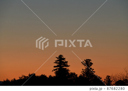 北杜市白州町、夜明けの色、マジックアワーに二本の杉 87682280