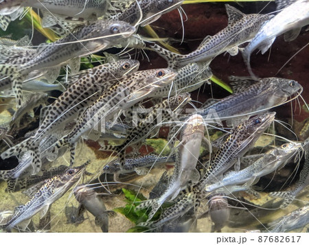 Various Fish Inside of Aquarium Various Fish Inside of Aquarium 87682617