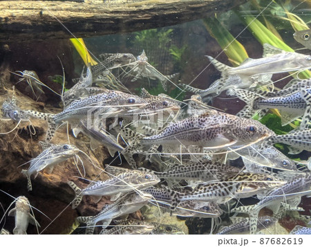 Various Fish Inside of Aquarium Various Fish Inside of Aquarium 87682619