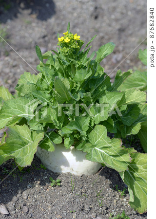 聖護院かぶ　京野菜 87682840