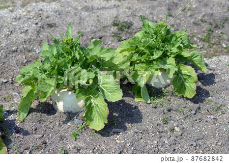 聖護院かぶ 京野菜 聖護院かぶ 京野菜 87682842