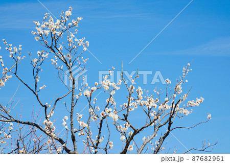都市農業公園の梅林 白梅と青空 都市農業公園の梅林 白梅と青空 87682961