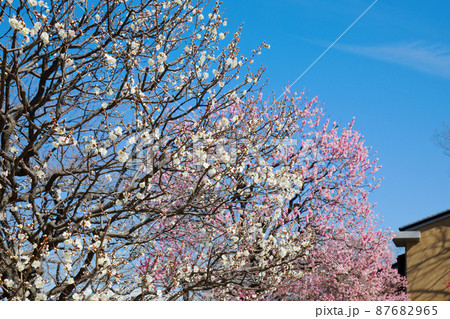 都市農業公園の梅林と青空 87682965
