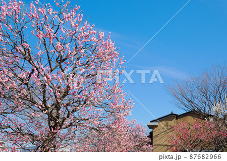 都市農業公園の梅林と青空 都市農業公園の梅林と青空 87682966