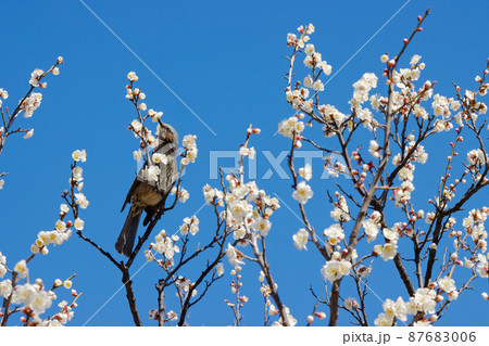 都市農業公園の白梅とヒヨドリ 都市農業公園の白梅とヒヨドリ 87683006