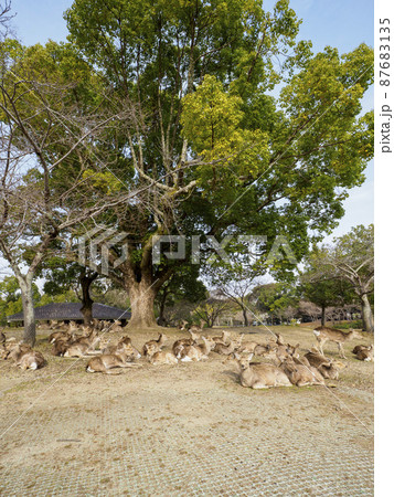 食後に寛ぐ奈良公園の鹿 87683135