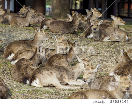 食後に寛ぐ奈良公園の鹿 食後に寛ぐ奈良公園の鹿 87683142