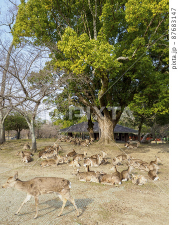 食後に寛ぐ奈良公園の鹿 食後に寛ぐ奈良公園の鹿 87683147