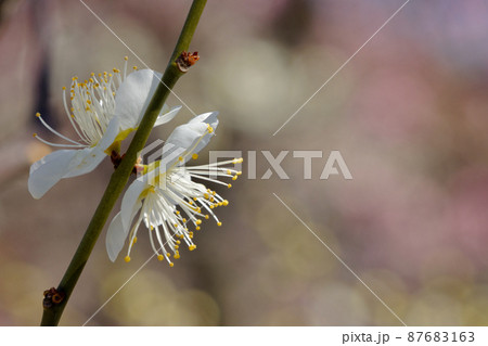 都市農業公園の梅林　白梅　クローズアップ 87683163