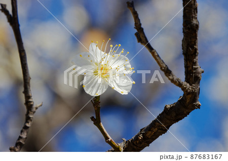 都市農業公園の梅林 白梅 クローズアップ 都市農業公園の梅林 白梅 クローズアップ 87683167