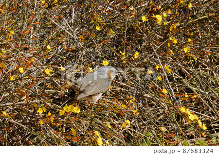 都市農業公園のウンナンオウバイの黄色い花とヒヨドリ 87683324