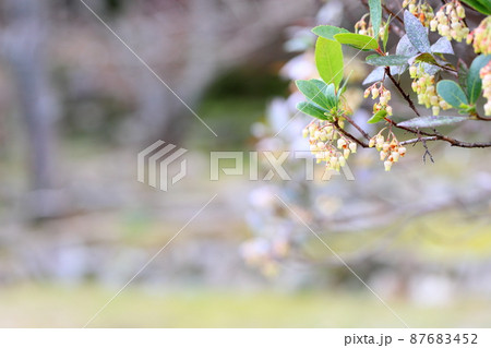 イチゴノキの花 87683452