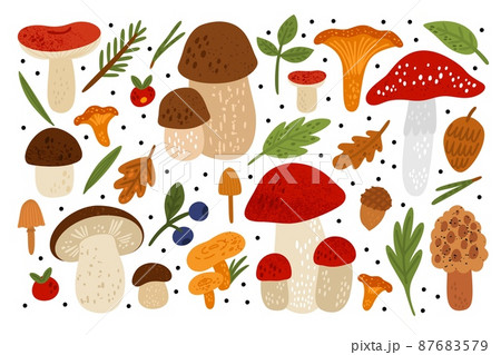 Forest mushrooms. Woodland fungus with leaves. Berries and coniferous needles. Edible and poisonous. Hand drawn textures. Agaric or chanterelle. Oak acorn. Vector botanical elements set 87683579