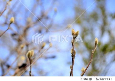 シデコブシの花芽 87684431