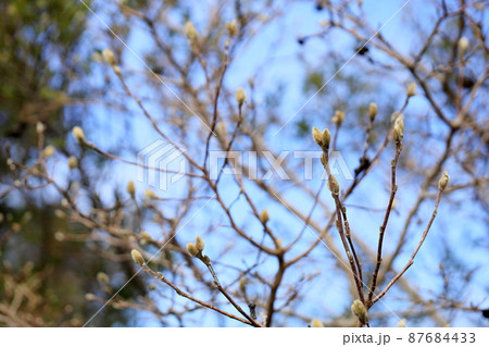 シデコブシの花芽 シデコブシの花芽 87684433