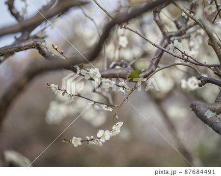 梅の花とメジロ 87684491