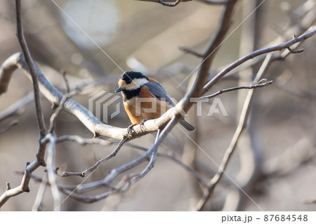 小枝に止まって一休みするヤマガラ 87684548