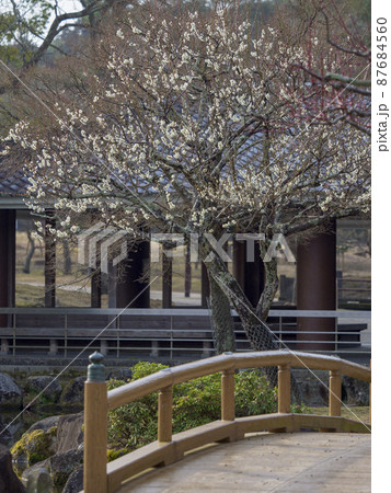 奈良公園三社池の梅と橋 87684560