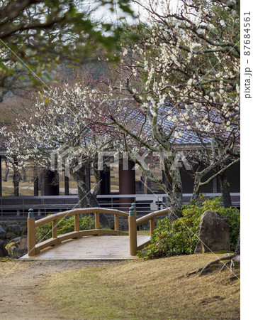 奈良公園三社池の梅と橋 奈良公園三社池の梅と橋 87684561