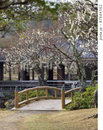 奈良公園三社池の梅と橋 87684562