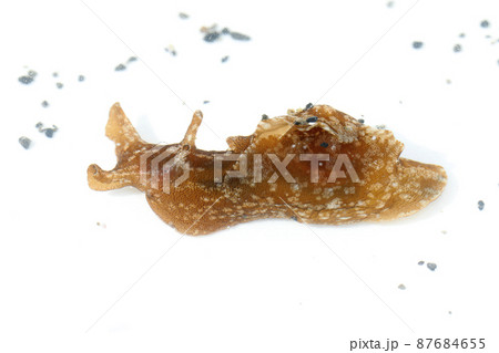 アメフラシ 87684655