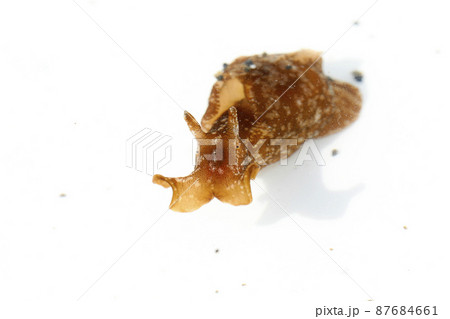 アメフラシ アメフラシ 87684661