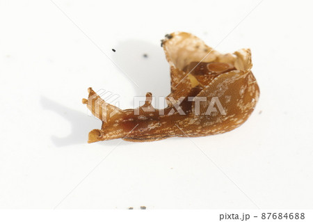 アメフラシ 87684688