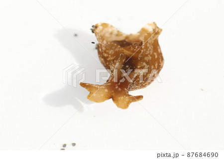 アメフラシ アメフラシ 87684690