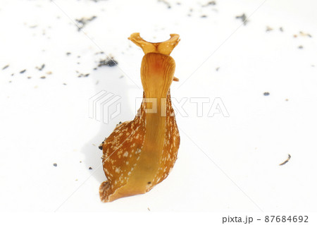 アメフラシ アメフラシ 87684692