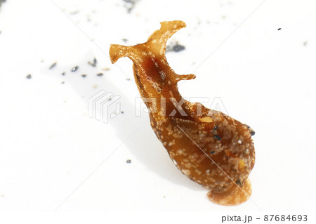 アメフラシ アメフラシ 87684693