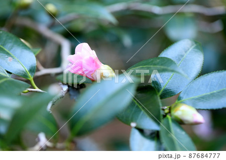 椿の花 87684777