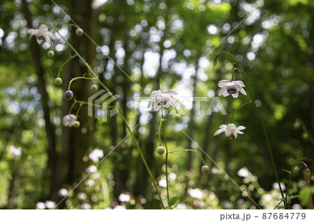 レンゲショウマ 87684779