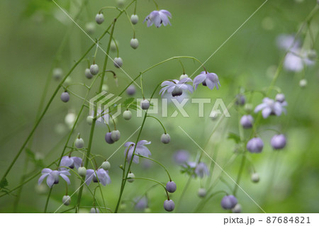 レンゲショウマ レンゲショウマ 87684821