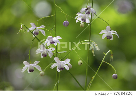 レンゲショウマ レンゲショウマ 87684826