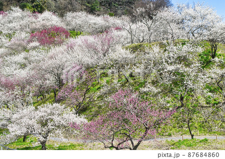 東京都　八王子市　高尾梅郷　木下沢梅林（こげさわばいりん)  87684860