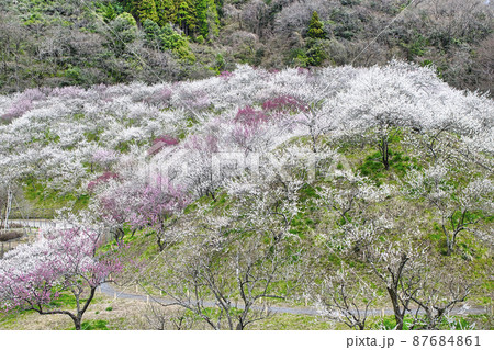 東京都 八王子市 木下沢梅林(こげさわばいりん) 東京都 八王子市 木下沢梅林(こげさわばいりん) 87684861