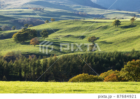 ナイタイ高原牧場 87684921