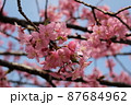河津桜の枝先 87684962